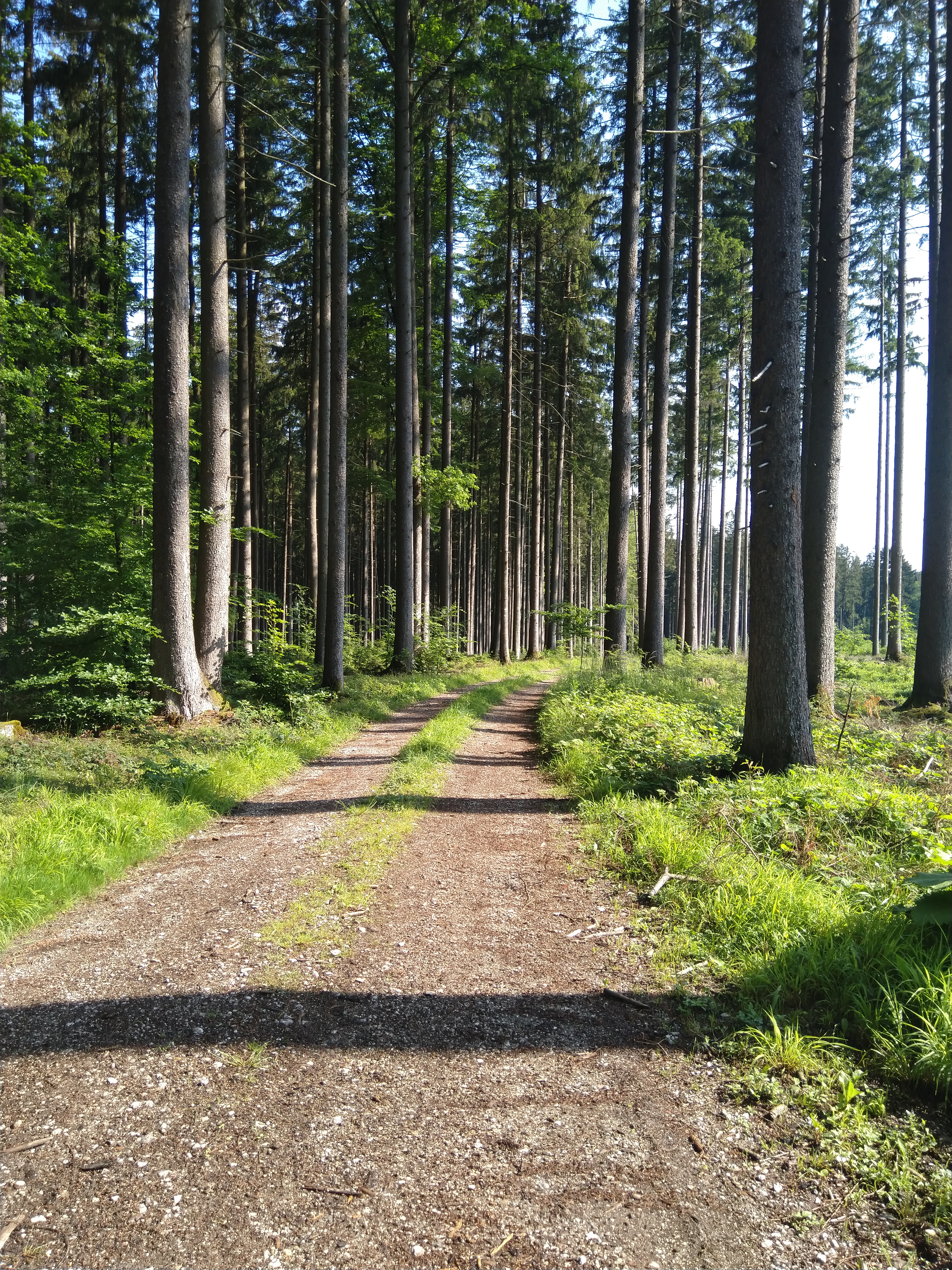 Lichter Waldpfad — Symbol für den persönlichen Weg