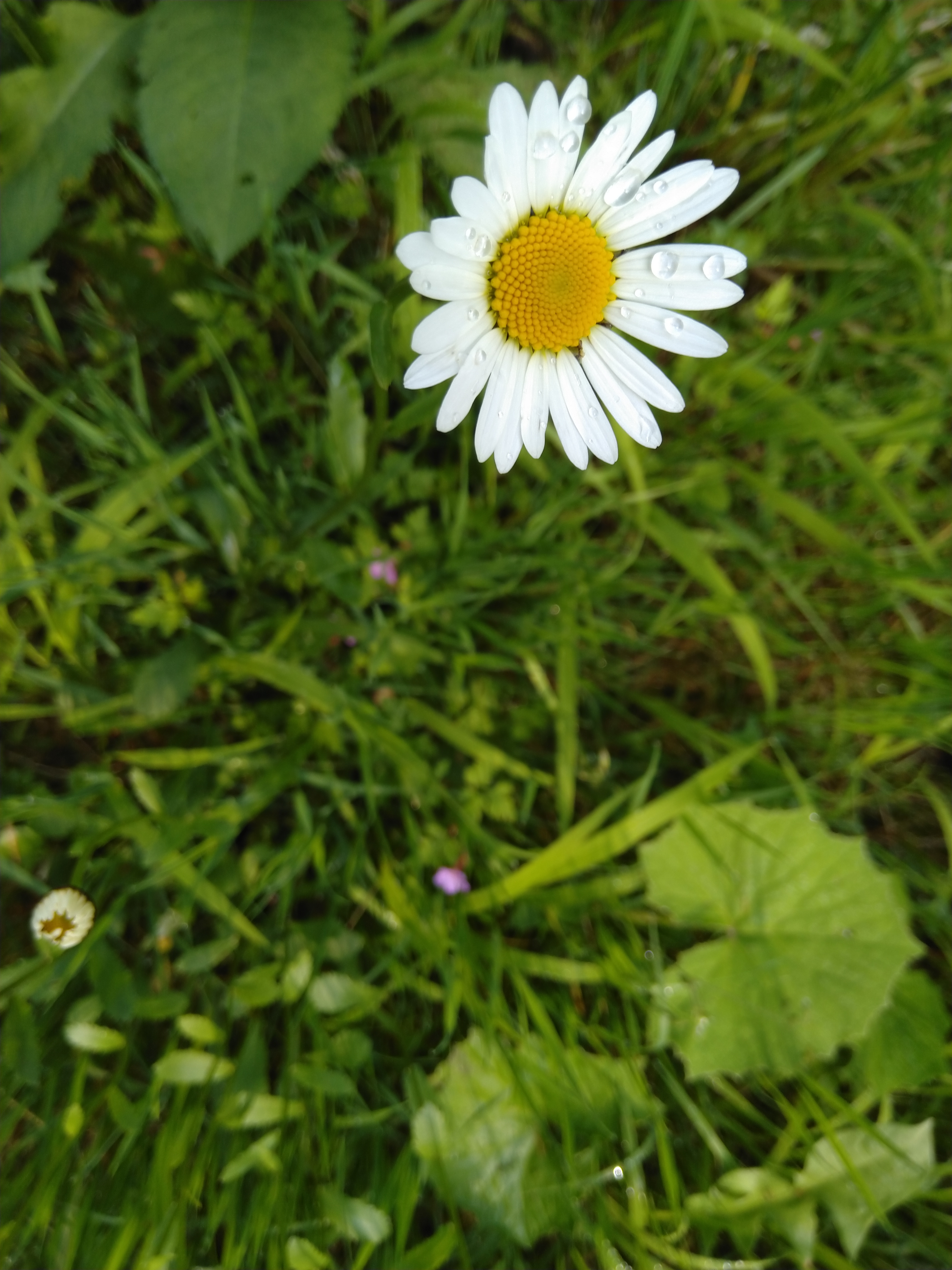 Gänseblümchen — Symbol für Offenheit und Neubeginn