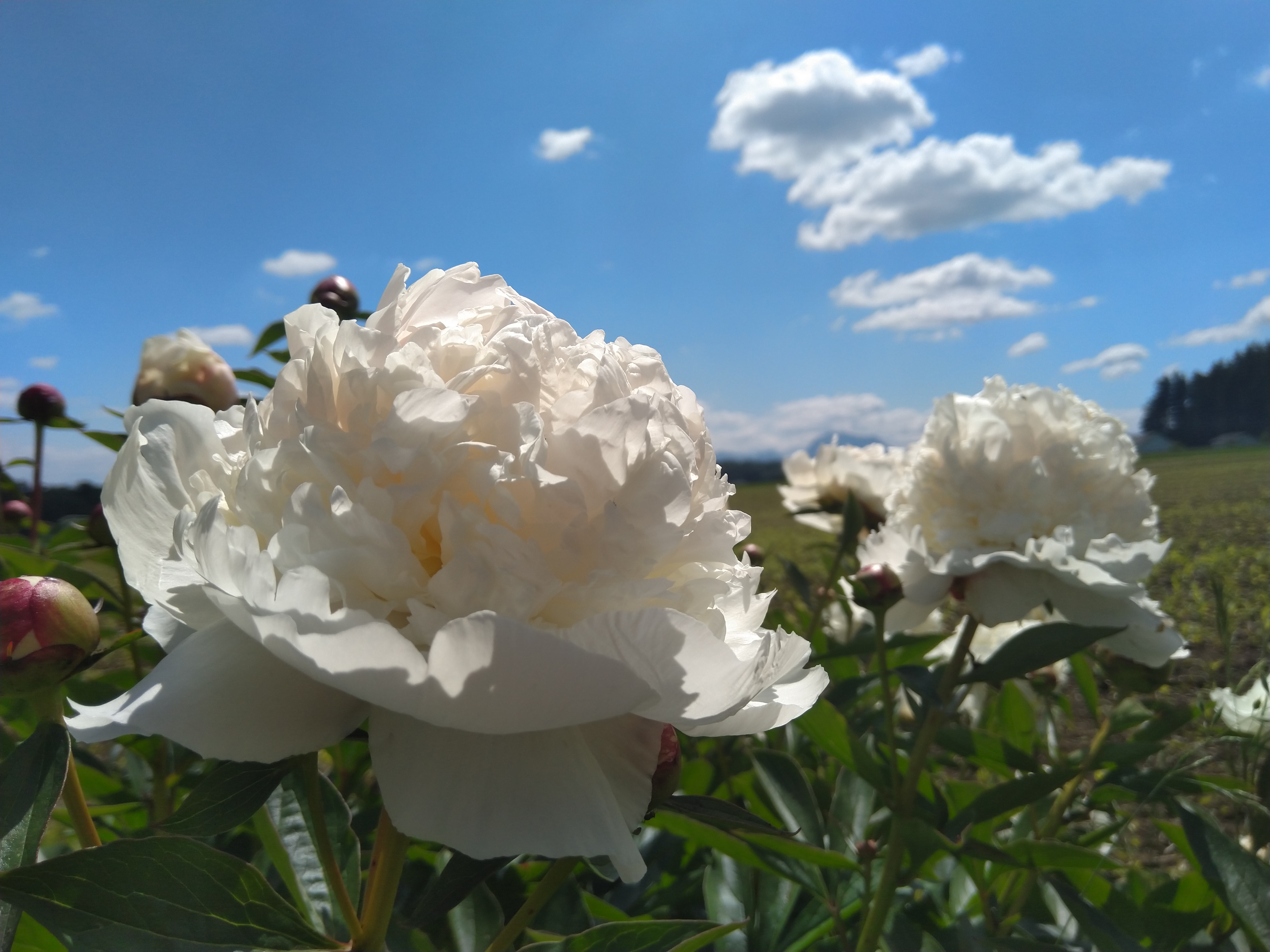 Weiße Pfingstrosenblüten — Symbol für Wachstum und Entfaltung